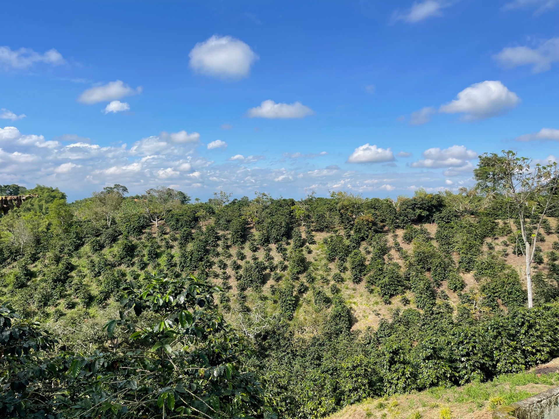 venta-de-fincas-quimbaya.jpg