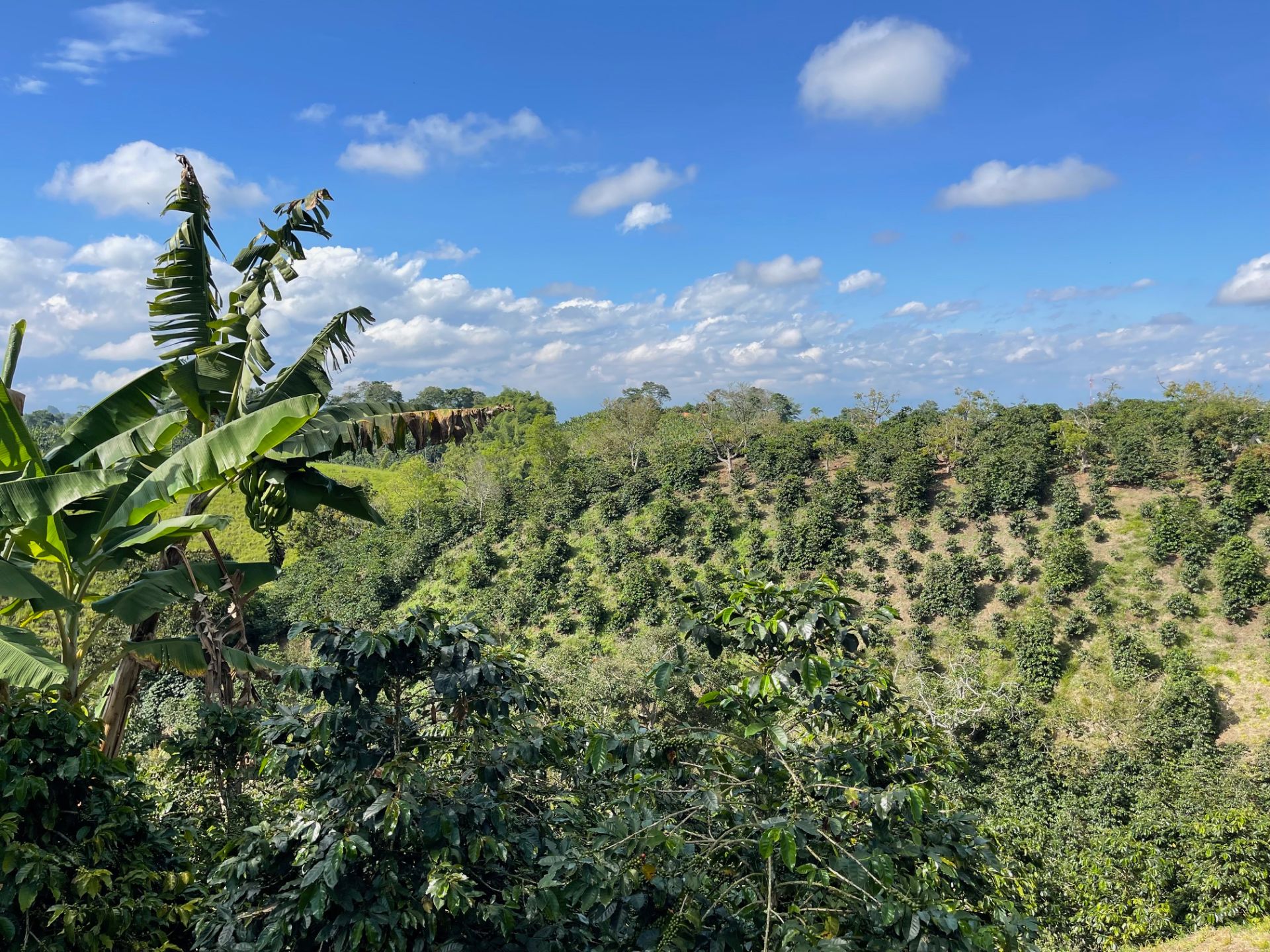 venta de fincas quimbaya.jpg